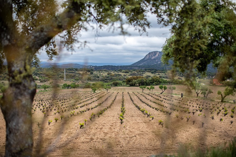 Bodega Tierra Calma